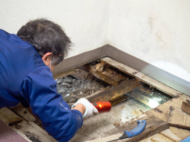 Best Fast Mold Removal  in Half Moon Bay, CA