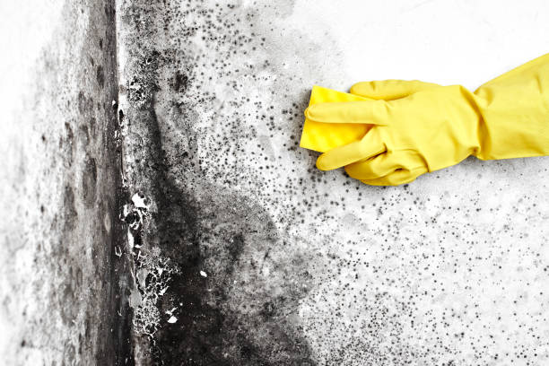 Trusted Half Moon Bay, CA Mold Removal Experts