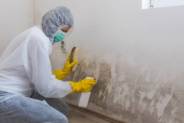 Best Black Mold Removal  in Half Moon Bay, CA