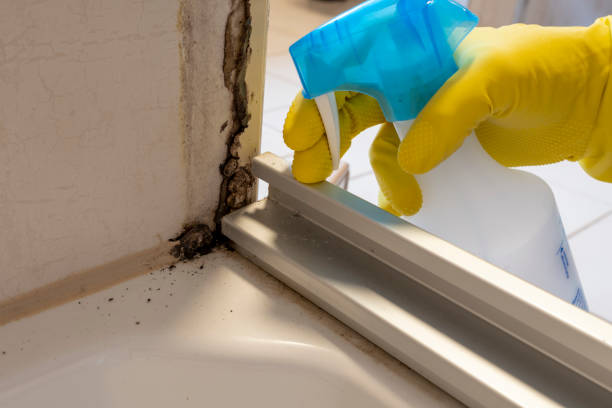Best Local Mold Removal Service  in Half Moon Bay, CA