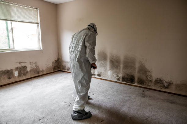 Certified Mold Removal in Half Moon Bay, CA
