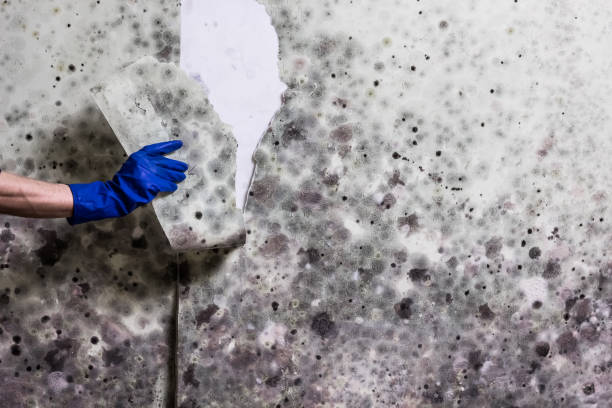 Best Toxic Mold Removal  in Half Moon Bay, CA