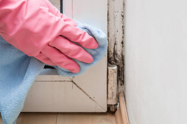 Best Same-Day Mold Removal  in Half Moon Bay, CA