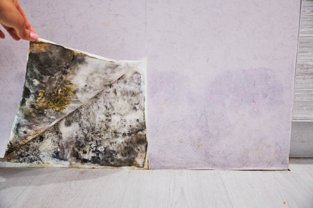 Best Office Mold Removal Services  in Half Moon Bay, CA